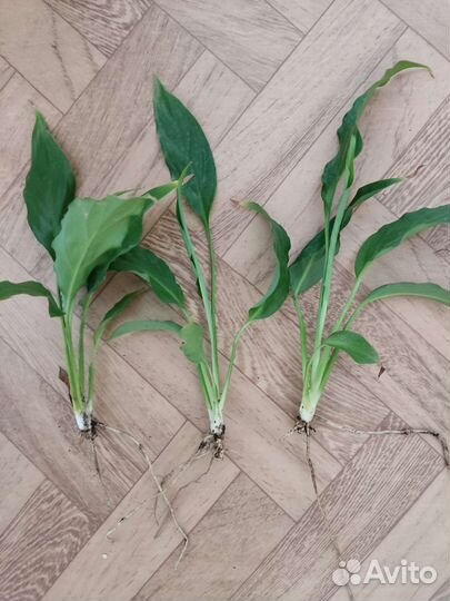 Спатифиллум