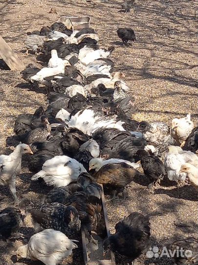 Куры молодки