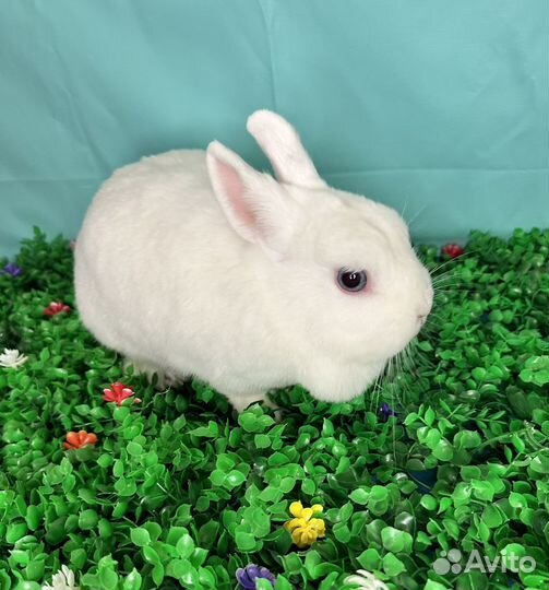 Кролик гермелин