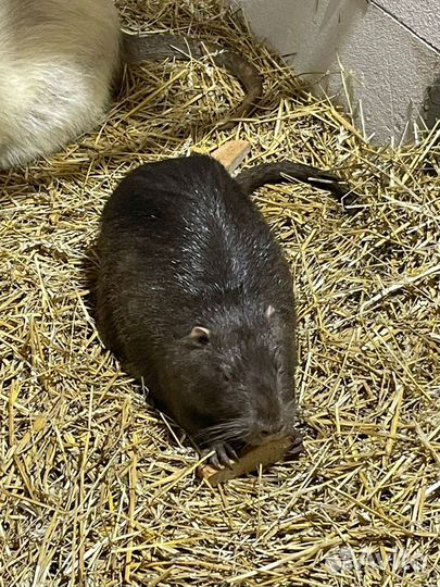 Продаю мясо нутрии