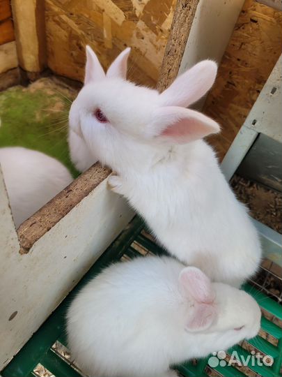 Крольчата панон