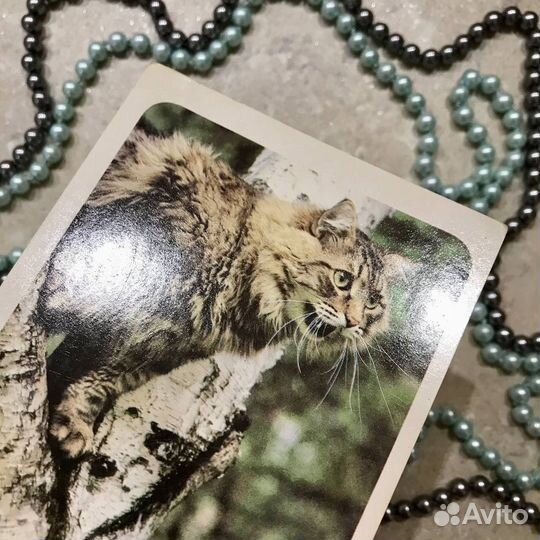 Открытка Кошка выходит на охоту Планета 1989 год