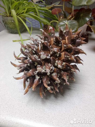 Шишки для декора