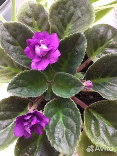 Фиалки цветущие в горшке