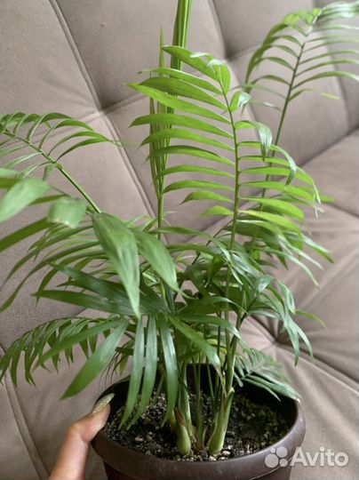 Пальма Хамедорея