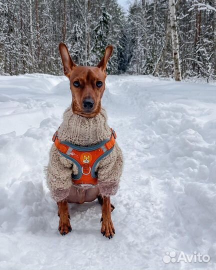 Свитер для собак мелких пород