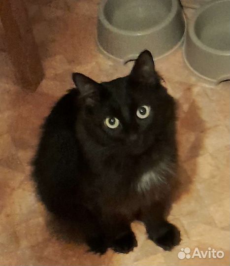 Ручной черный котик с белым жабо