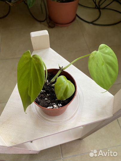 Филодендрон Субхастатум