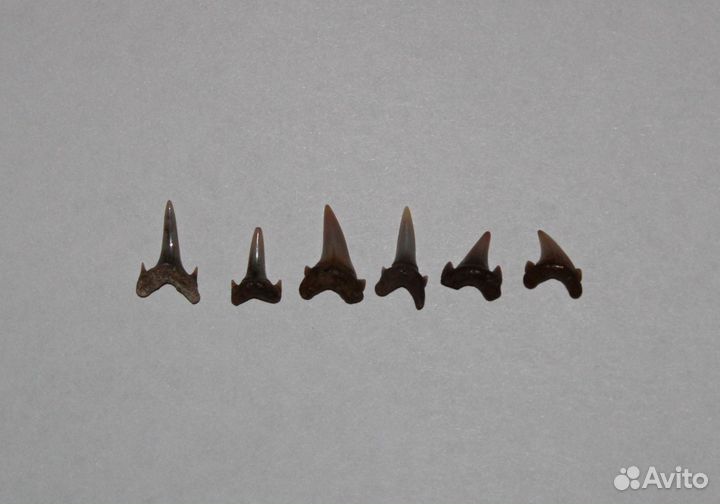 Зубы Древних Акул (небольшие)