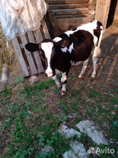 Теленок, корова