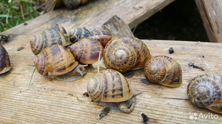 Очищенные улитки