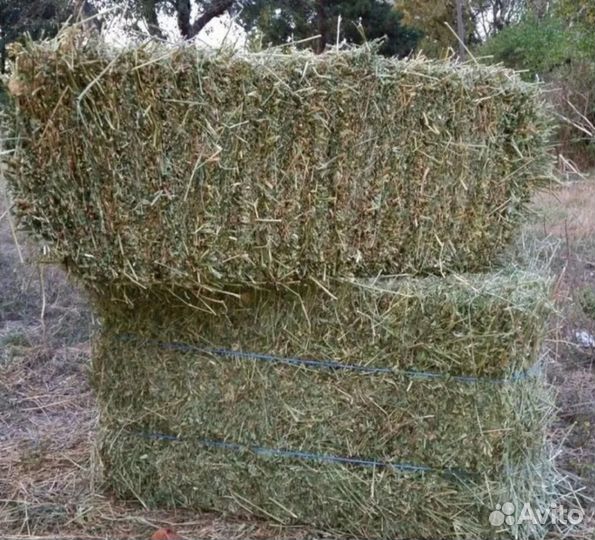 Сено / люцерна хорошего качества