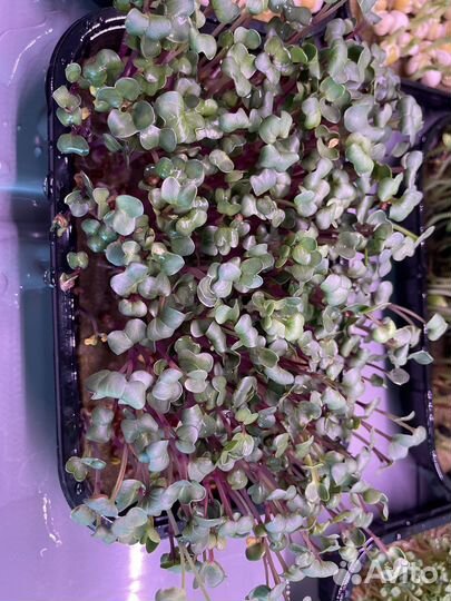 Микрозелень