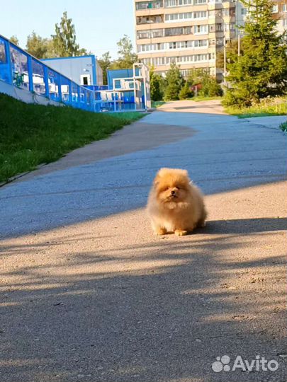 Померанский шпиц