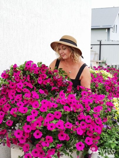 Черенки петунии премиальных сортов укорененные