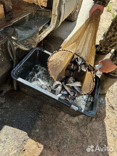 Живая форель