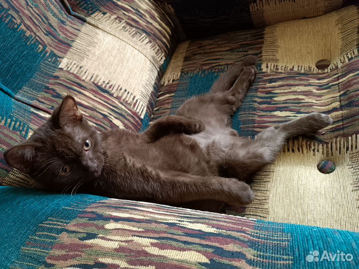 Кошки в добрые руки