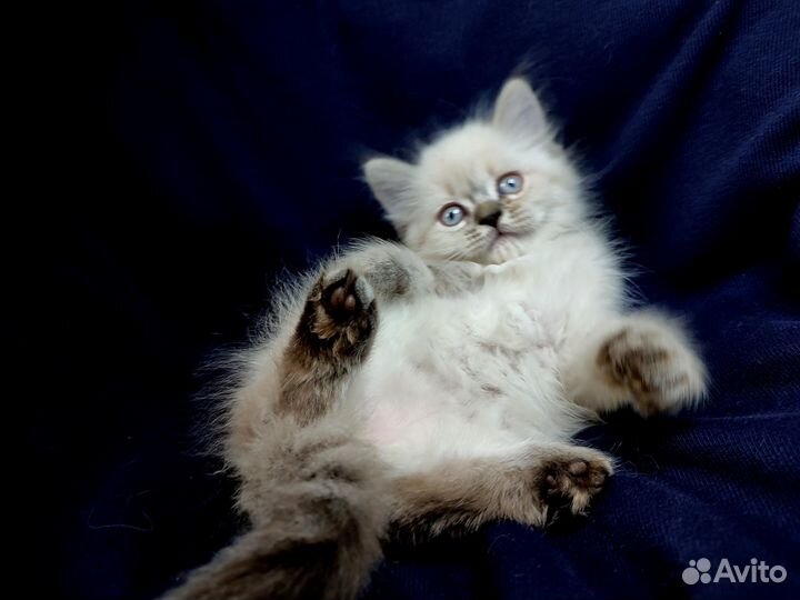 Фолд и страйт