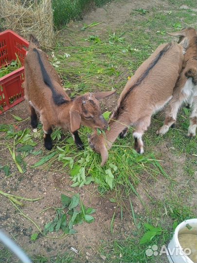 Продам козочек