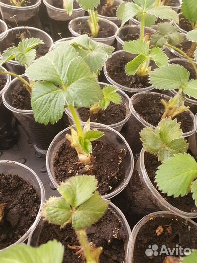Рассада ремонтантной клубники