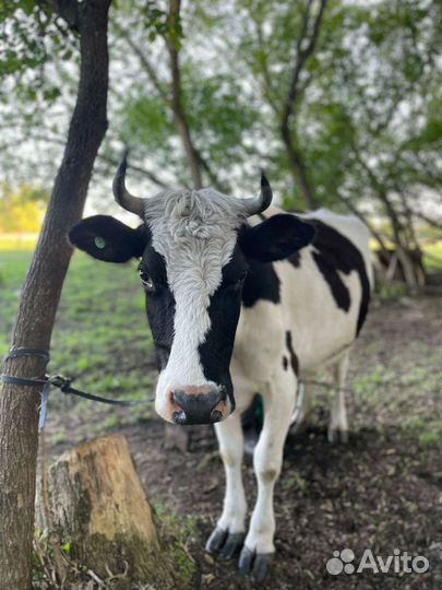 Корова дойная