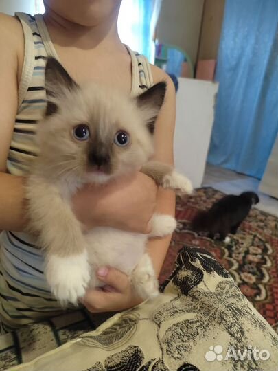 Котята в добрые руки