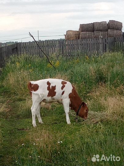 Продается теленок(бычок) 3 месяца
