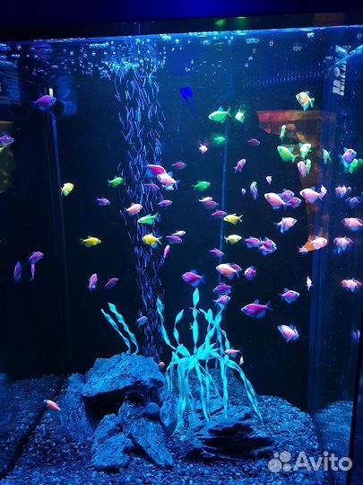 Рыбы данио. Неоны. Тернеция. Пецилия. Сомики