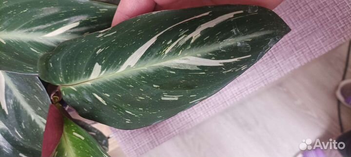 Строманта меджик стар