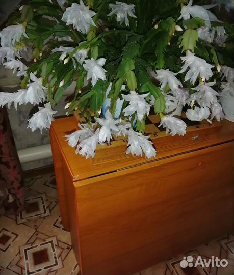 Белый и жёлтый декабрист