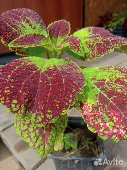 Рассада, Колиус и многолетники