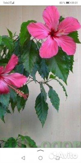 Гибискус китайская роза