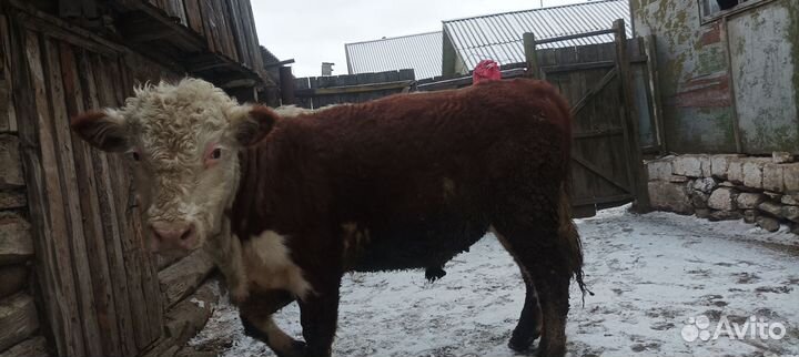 Домашние животные