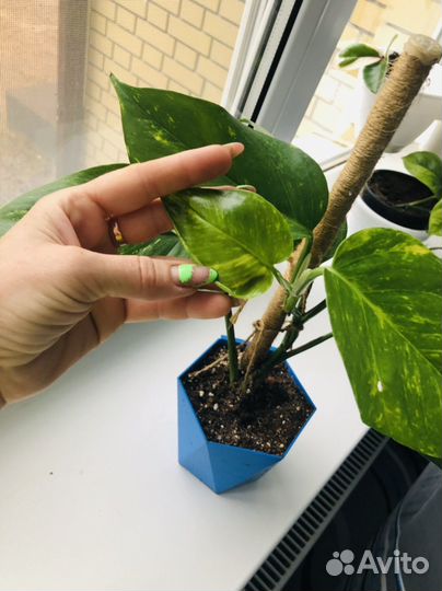 Эпипремнум хвост дракона