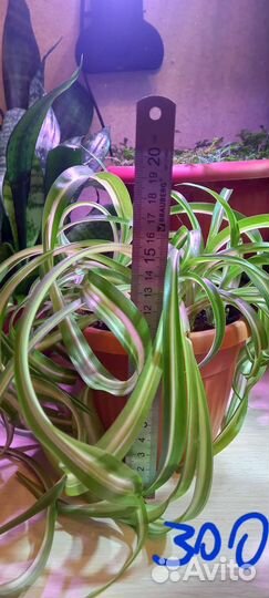 Хлорофитум кудрявый Бонни