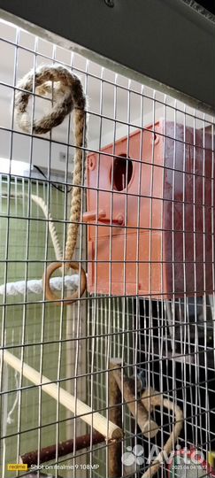 Волнистые попугайчики с клеткой