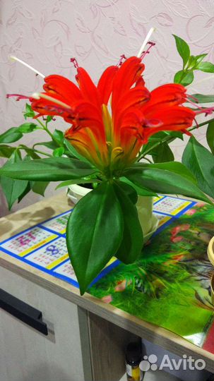 Эсхинантус жар птица, бронь