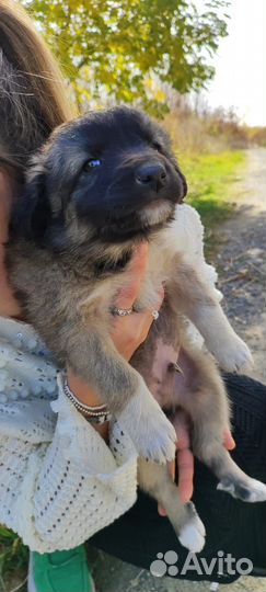 Ищут дом шенки