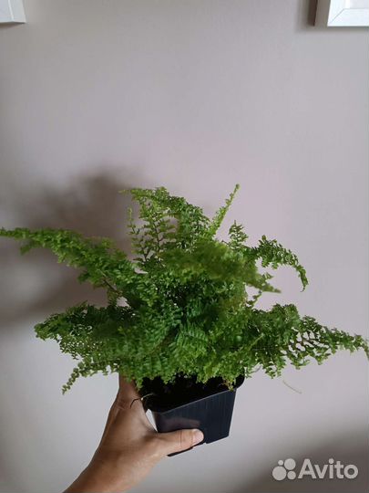 Папоротник цветы