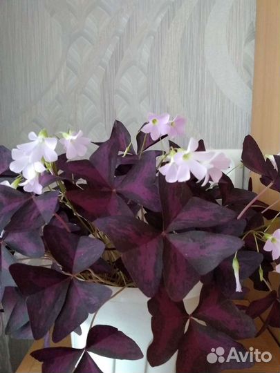 Кислица оксалис фиолетовый