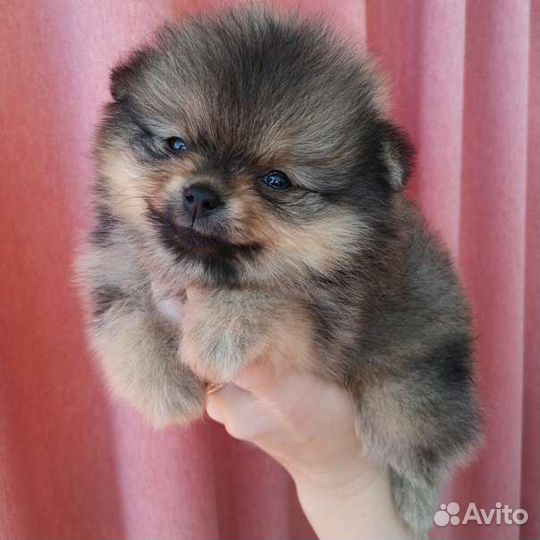 Щенки померанского шпица