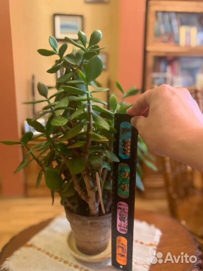 Большое Денежное дерево Толстянка