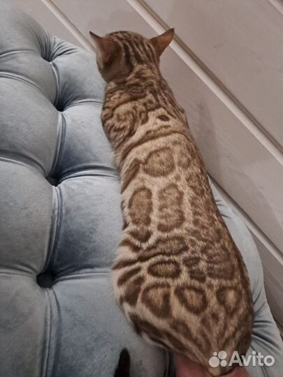 Бенгальская кошка