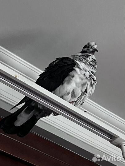 Голубь ручной