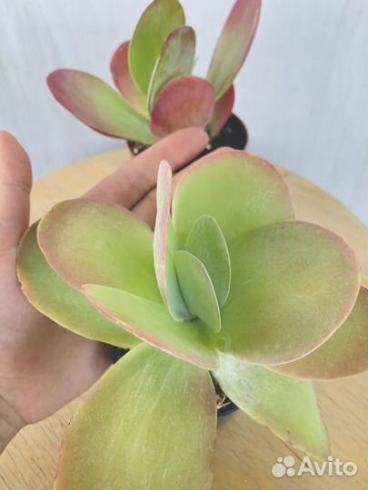 Коланхое тирсифлора