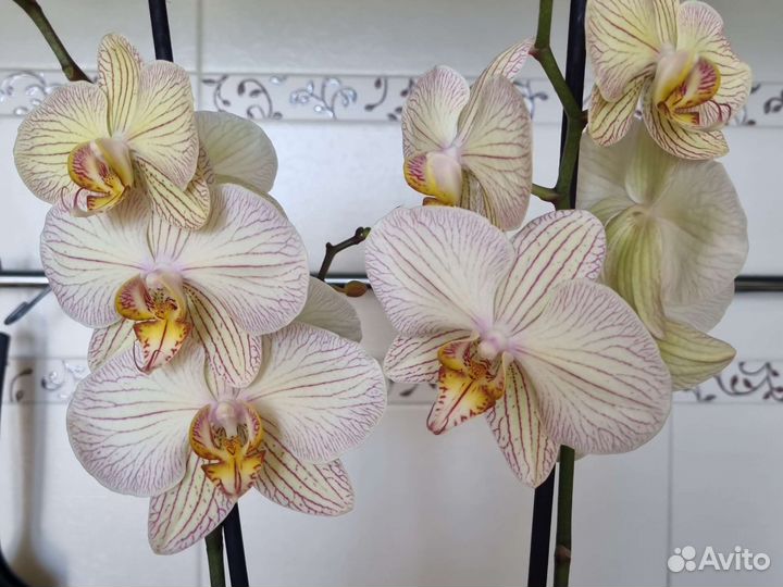 Орхидея фаленопсис и дендробиум