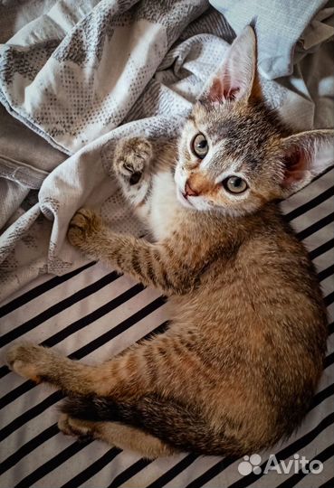 Котенок девочка бесплатно