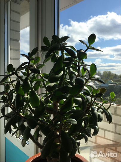 Толстянка(денежное дерево)