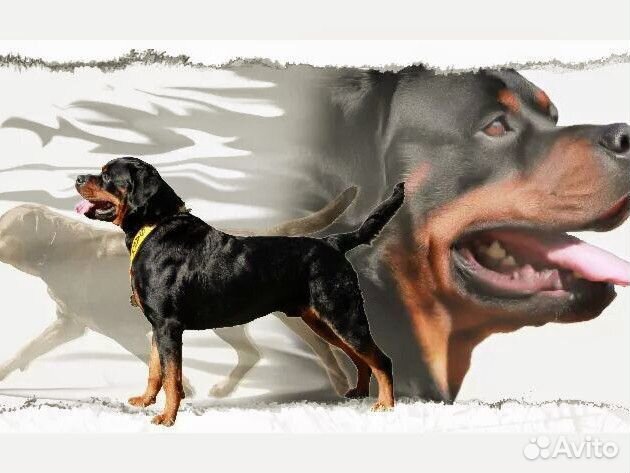 Вязка ротвейлера