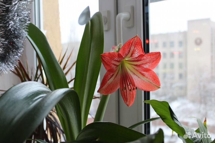 Гиппеаструм Луковицы